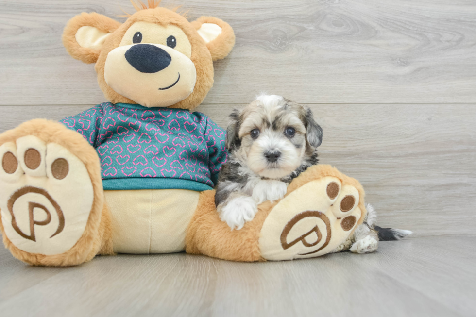 Maltipoo Pup Being Cute