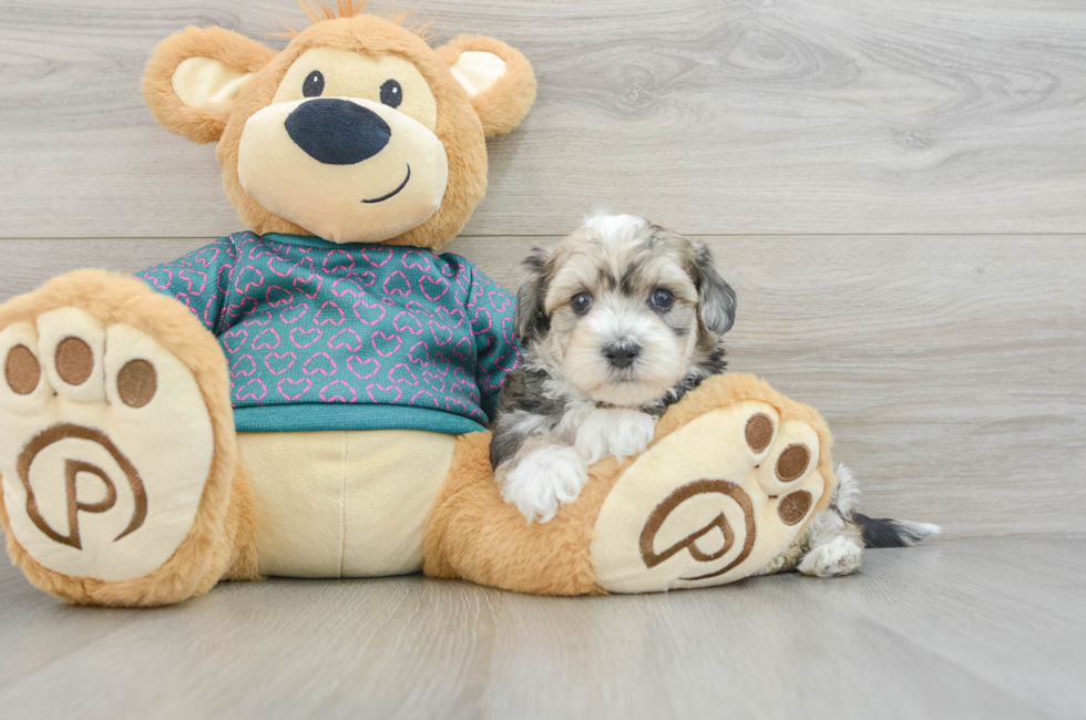 8 week old Maltipoo Puppy For Sale - Windy City Pups