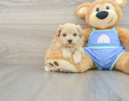 8 week old Maltipoo Puppy For Sale - Windy City Pups