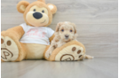 Maltipoo Puppy for Adoption