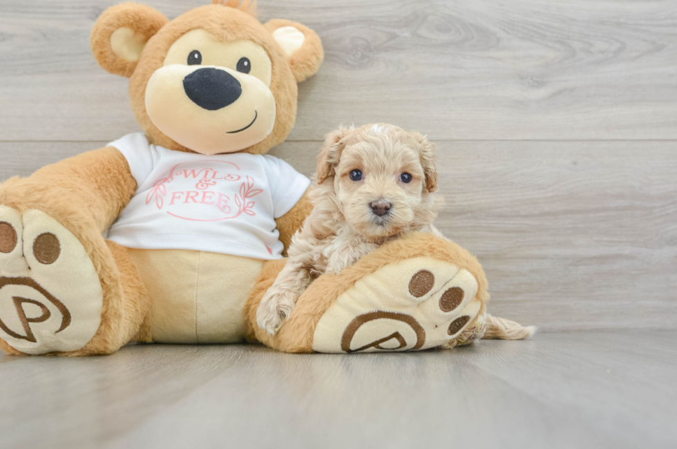 7 week old Maltipoo Puppy For Sale - Windy City Pups