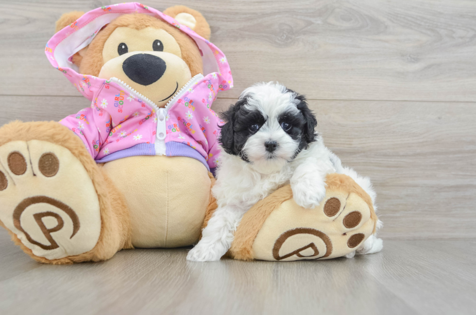 7 week old Maltipoo Puppy For Sale - Windy City Pups