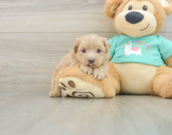 7 week old Maltipoo Puppy For Sale - Windy City Pups