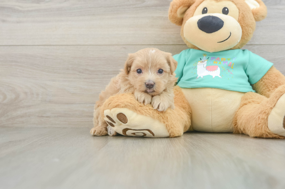 6 week old Maltipoo Puppy For Sale - Windy City Pups