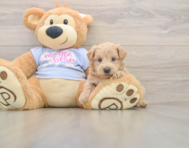 7 week old Maltipoo Puppy For Sale - Windy City Pups