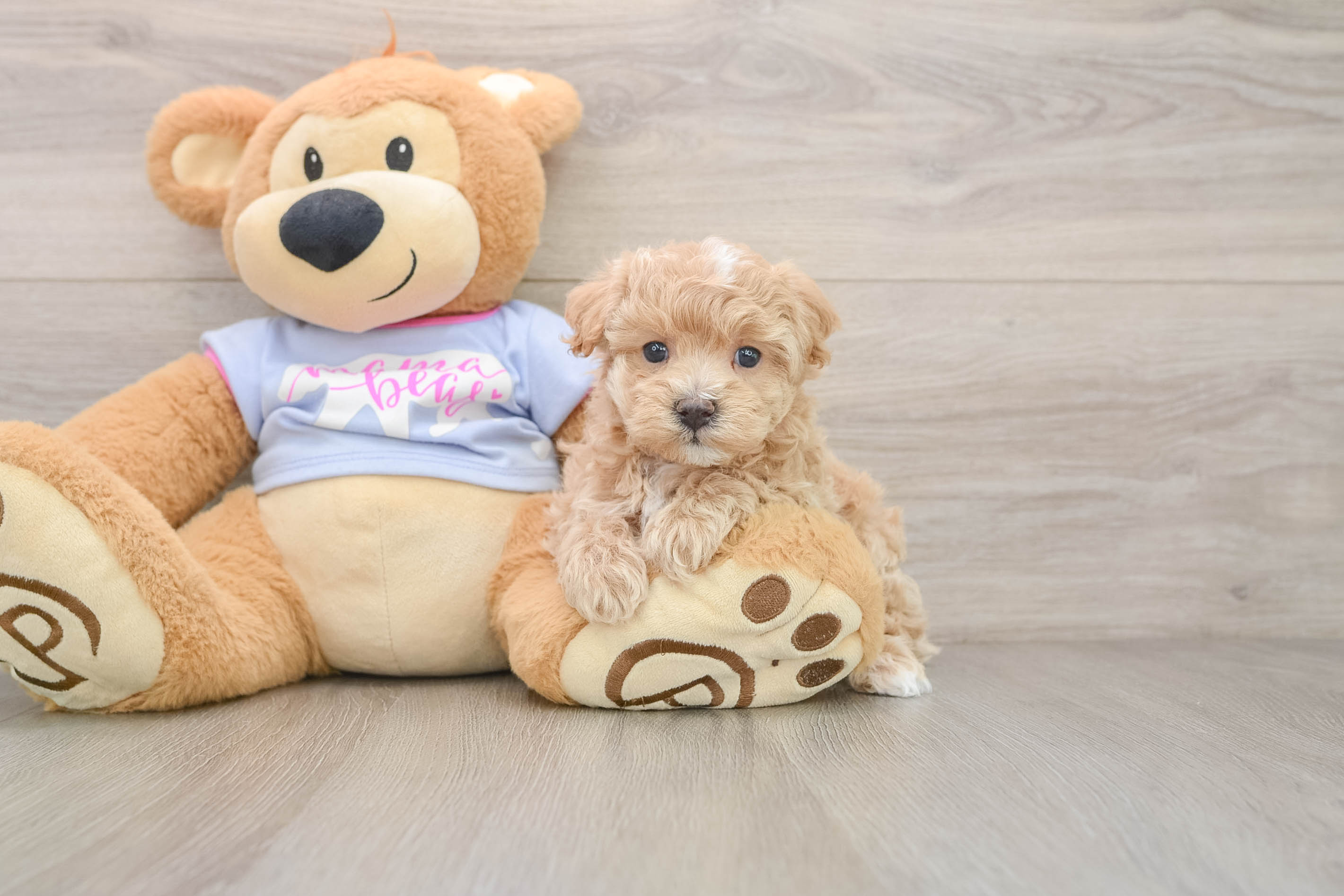 Small Maltipoo Baby