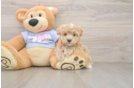 Small Maltipoo Baby