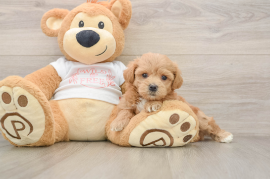 FLYNN, a Maltipoo littermate