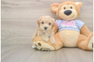 Best Maltipoo Baby