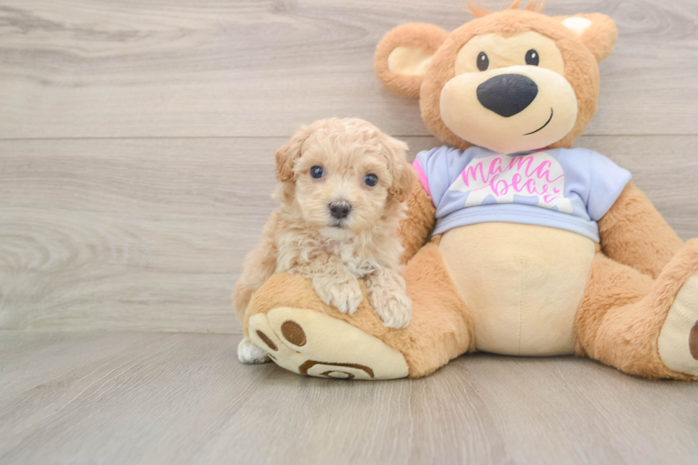 Best Maltipoo Baby
