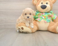 8 week old Maltipoo Puppy For Sale - Windy City Pups