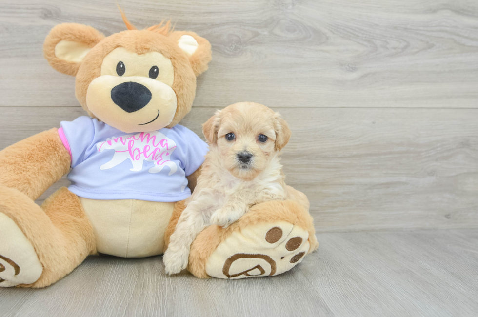 5 week old Maltipoo Puppy For Sale - Windy City Pups