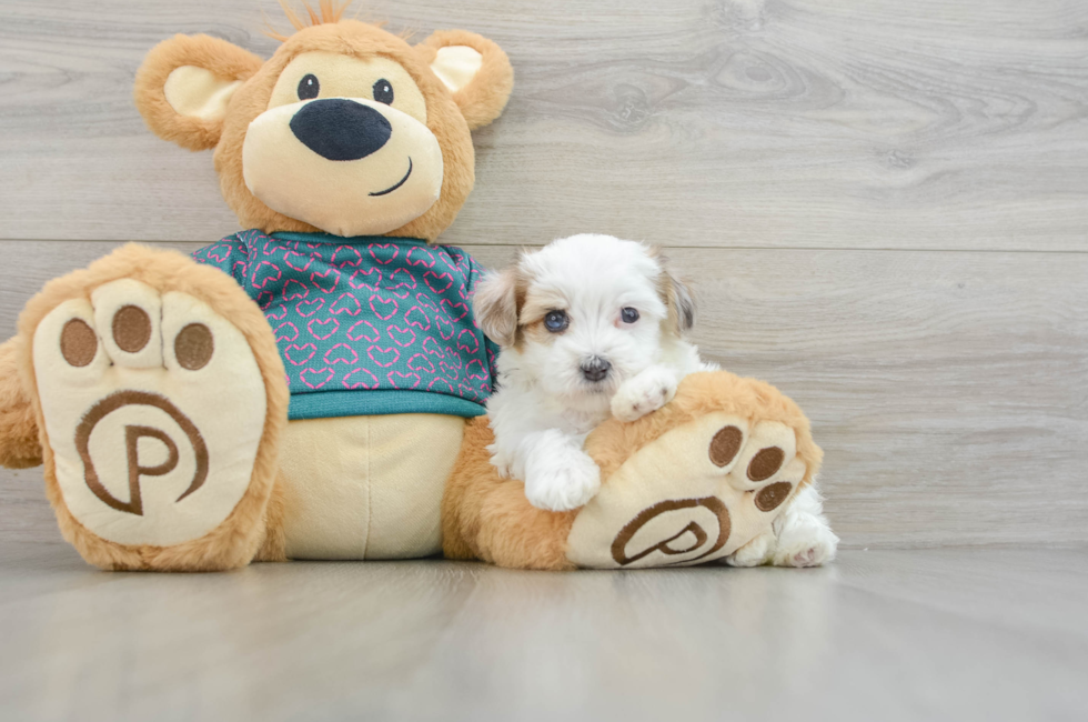 8 week old Maltipoo Puppy For Sale - Windy City Pups