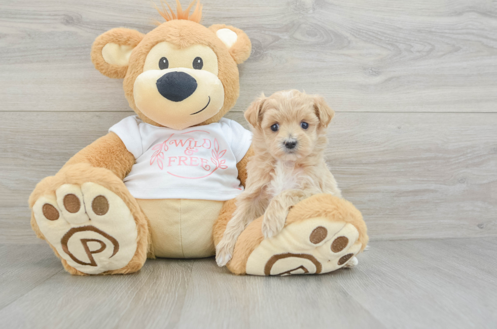 5 week old Maltipoo Puppy For Sale - Windy City Pups