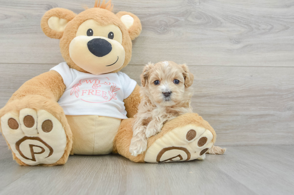 7 week old Maltipoo Puppy For Sale - Windy City Pups