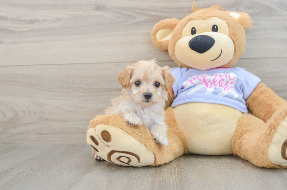 5 week old Maltipoo Puppy For Sale - Windy City Pups