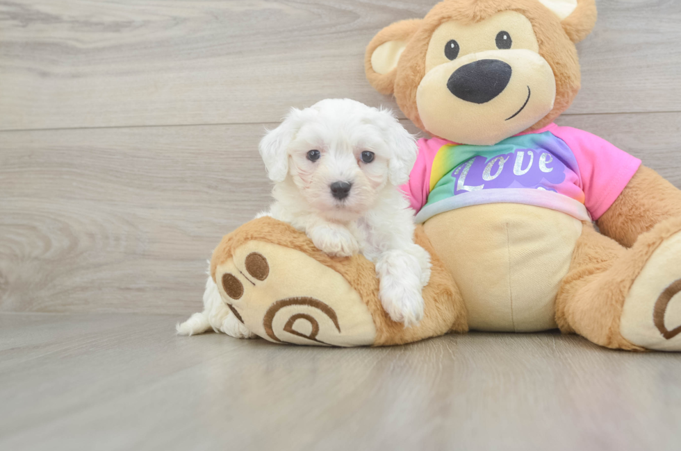 7 week old Maltipoo Puppy For Sale - Windy City Pups