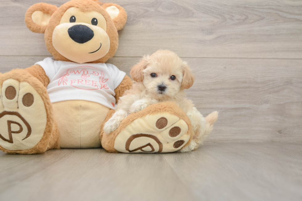 Best Maltipoo Baby