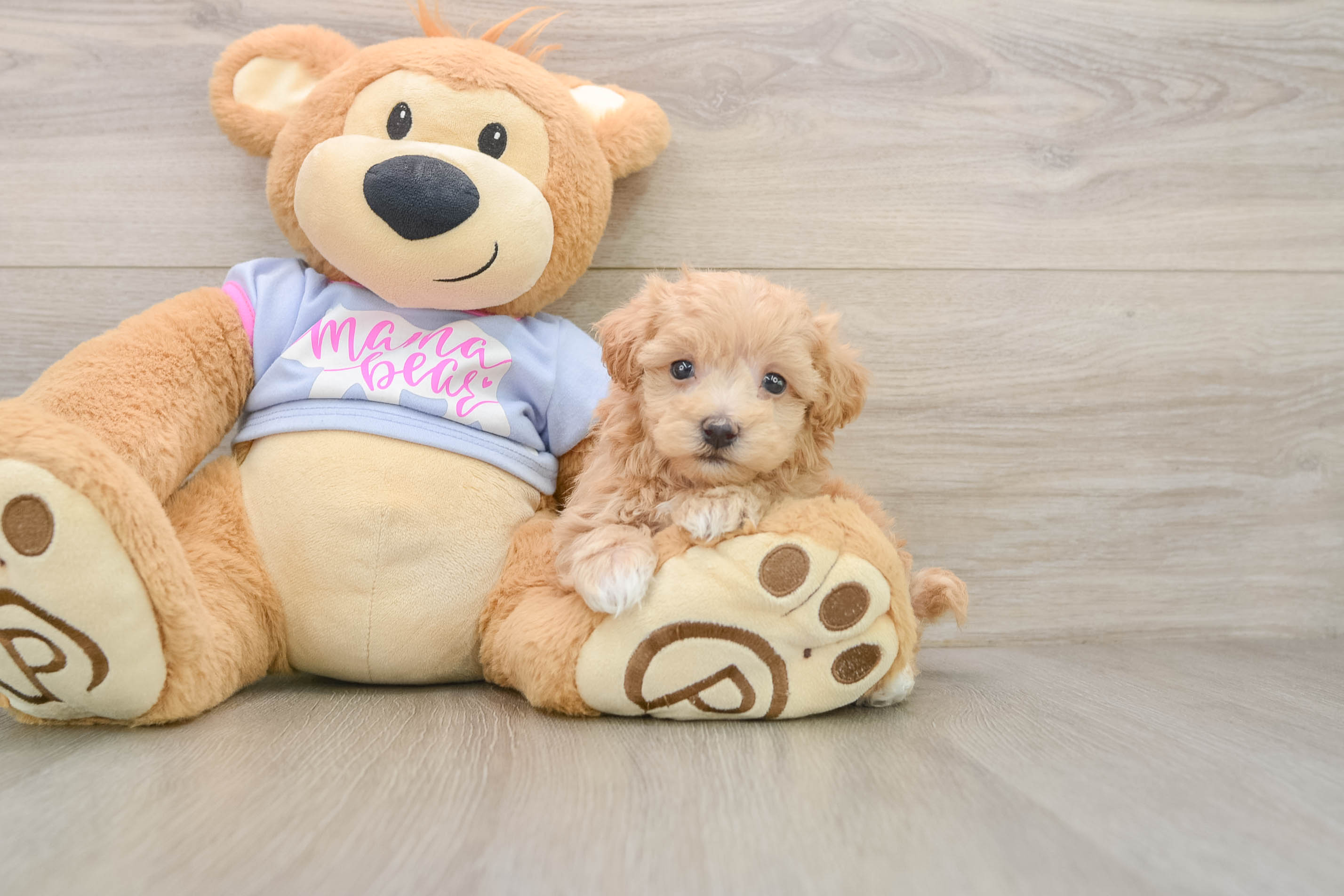 Maltipoo Puppy for Adoption