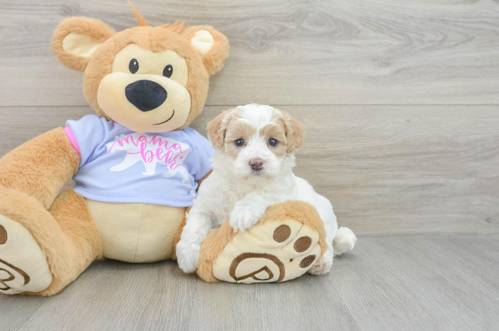 5 week old Maltipoo Puppy For Sale - Windy City Pups