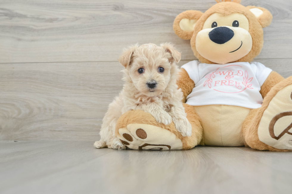 5 week old Maltipoo Puppy For Sale - Windy City Pups