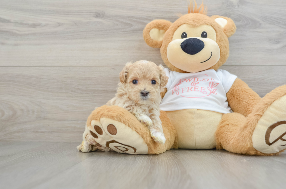 7 week old Maltipoo Puppy For Sale - Windy City Pups