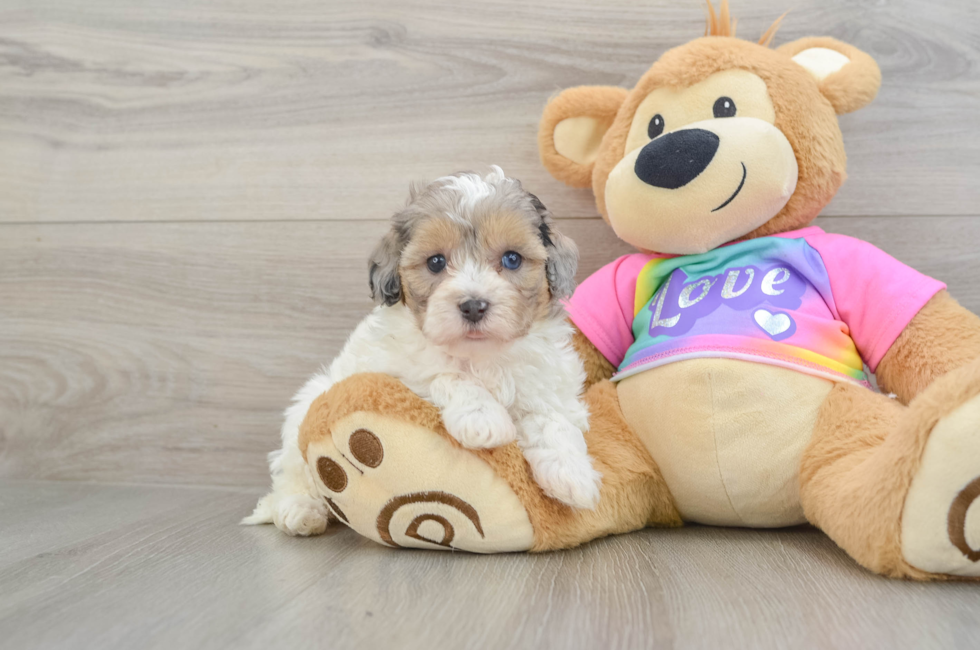6 week old Maltipoo Puppy For Sale - Windy City Pups