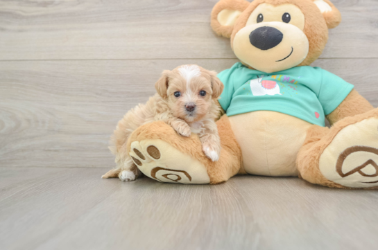 Popular Maltipoo Poodle Mix Pup