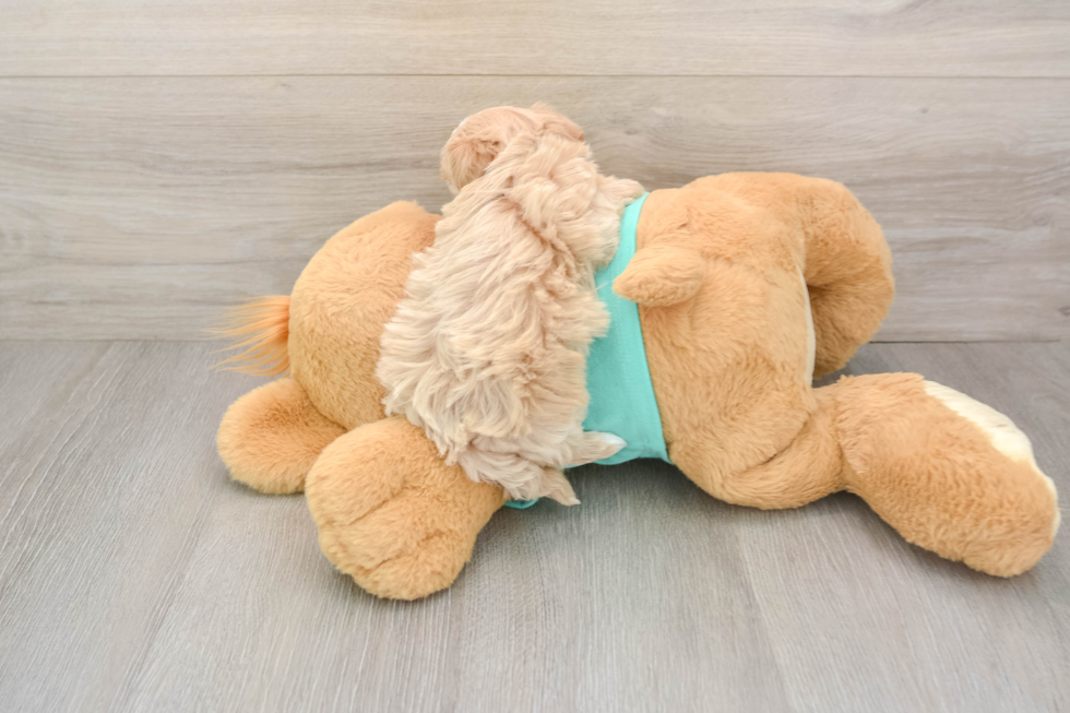 Maltipoo Puppy for Adoption