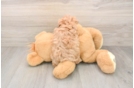 Energetic Maltese Poodle Poodle Mix Puppy