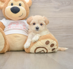 7 week old Maltipoo Puppy For Sale - Windy City Pups