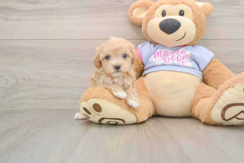 Hypoallergenic Maltese Poodle Poodle Mix Puppy