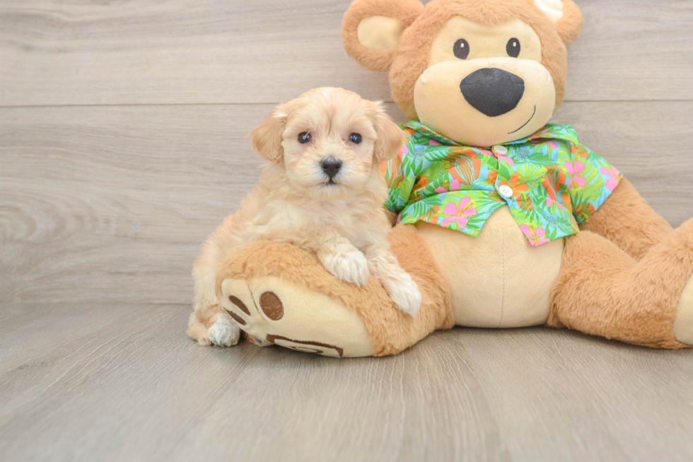 Maltipoo Pup Being Cute
