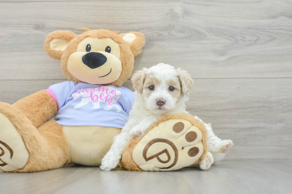 Cute Maltipoo Baby