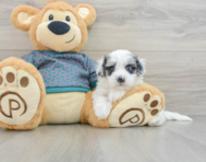 8 week old Maltipoo Puppy For Sale - Windy City Pups