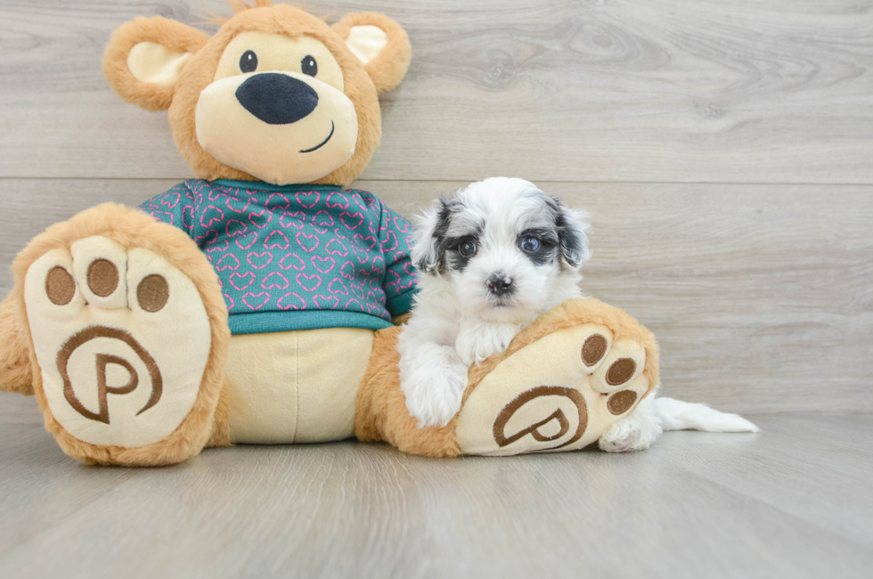 8 week old Maltipoo Puppy For Sale - Windy City Pups