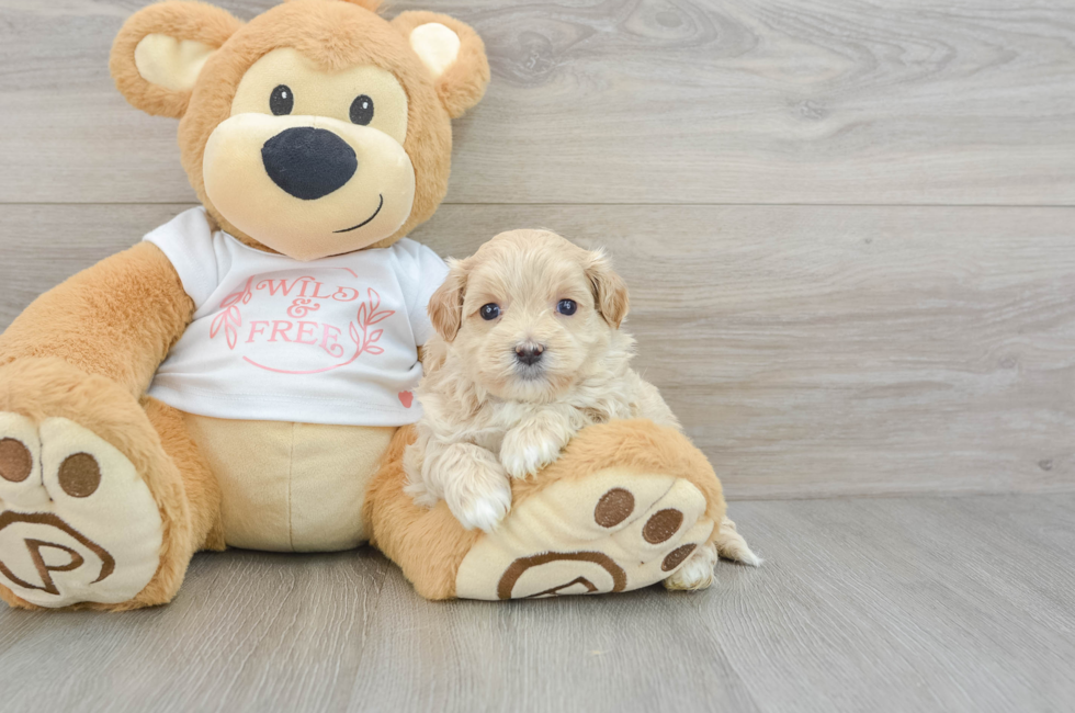 7 week old Maltipoo Puppy For Sale - Windy City Pups