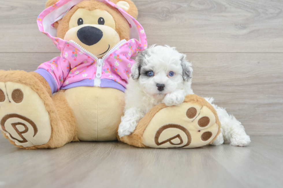 7 week old Maltipoo Puppy For Sale - Windy City Pups