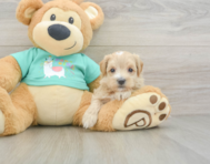 8 week old Maltipoo Puppy For Sale - Windy City Pups