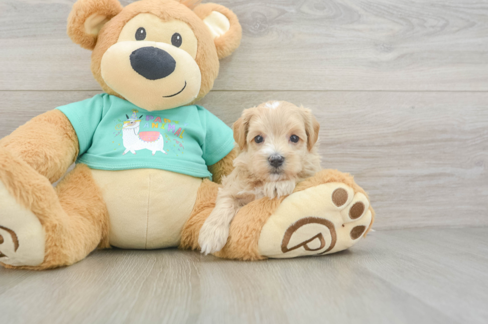 6 week old Maltipoo Puppy For Sale - Windy City Pups