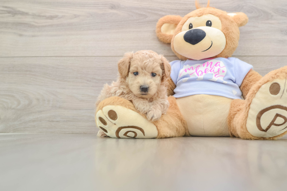 Maltipoo Pup Being Cute