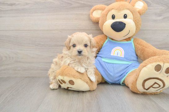 Energetic Maltidoodle Poodle Mix Puppy