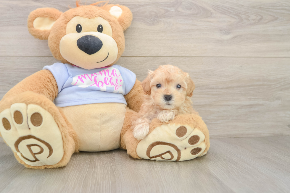 Maltipoo Puppy for Adoption