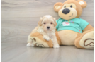 Maltipoo Puppy for Adoption