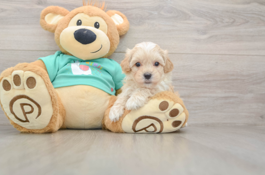 Happy Maltipoo Baby