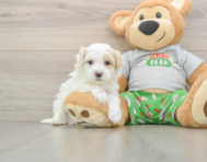 7 week old Maltipoo Puppy For Sale - Windy City Pups
