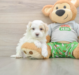 8 week old Maltipoo Puppy For Sale - Windy City Pups
