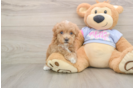 Small Maltipoo Baby