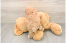 Funny Maltipoo Poodle Mix Pup