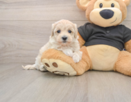 8 week old Maltipoo Puppy For Sale - Windy City Pups
